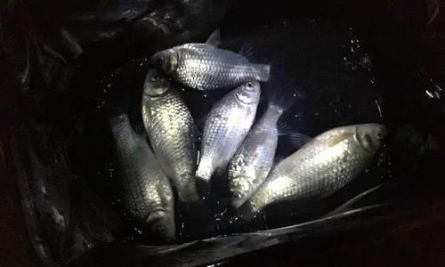 初秋夜晚如何钓鲤鱼？掌握哪些技巧能提高成功率？