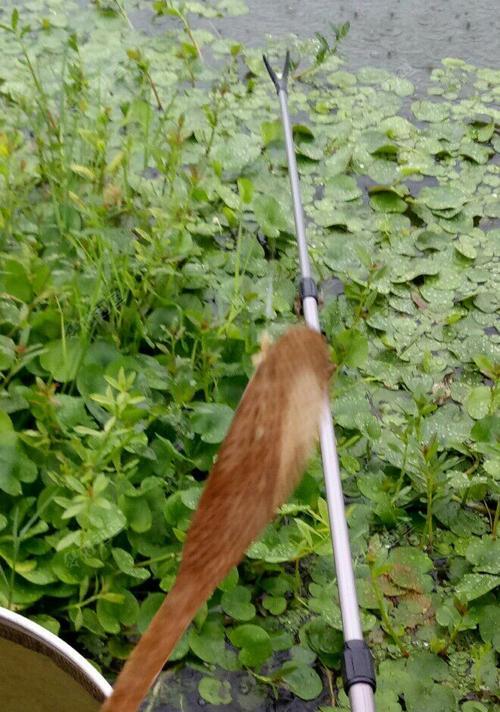 初秋阵雨过后钓鱼技巧是什么？如何应对天气变化提高钓鱼成功率？