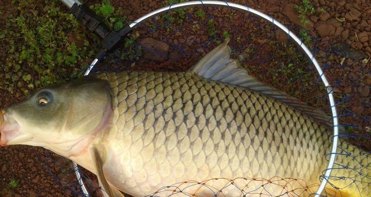 初夏池塘野钓鲤鱼的技巧是什么？如何提高钓鲤鱼的成功率？