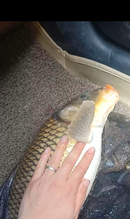 初夏垂钓黄尾鱼有哪些技巧窍门？如何提高垂钓成功率？