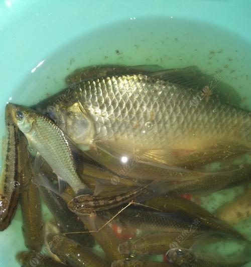 初夏黑坑鲫鱼垂钓技巧是什么？如何提高钓获率？