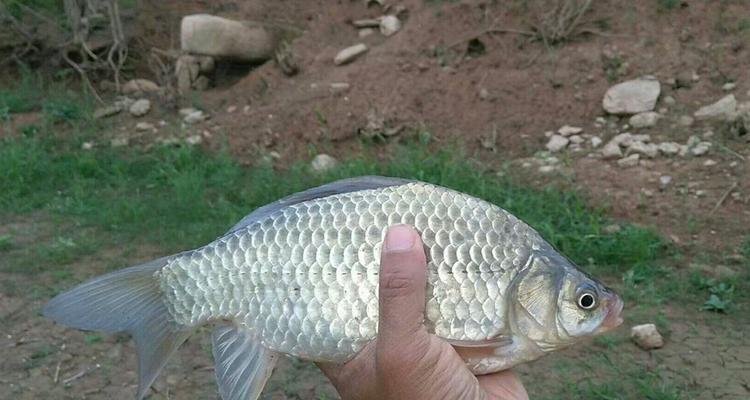 初夏黑坑鲫鱼垂钓技巧是什么？如何提高钓获率？