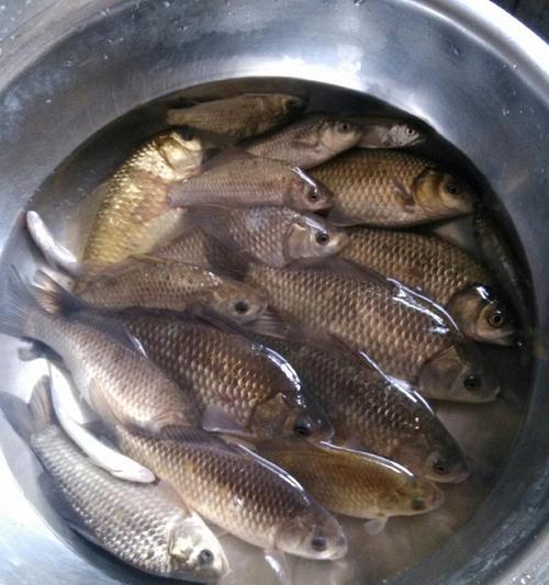 初夏黑坑鲫鱼垂钓技巧教程？如何提高钓获率？