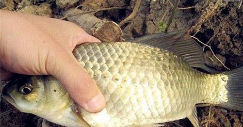 初夏黑坑鲫鱼垂钓技巧教程？如何提高钓获率？