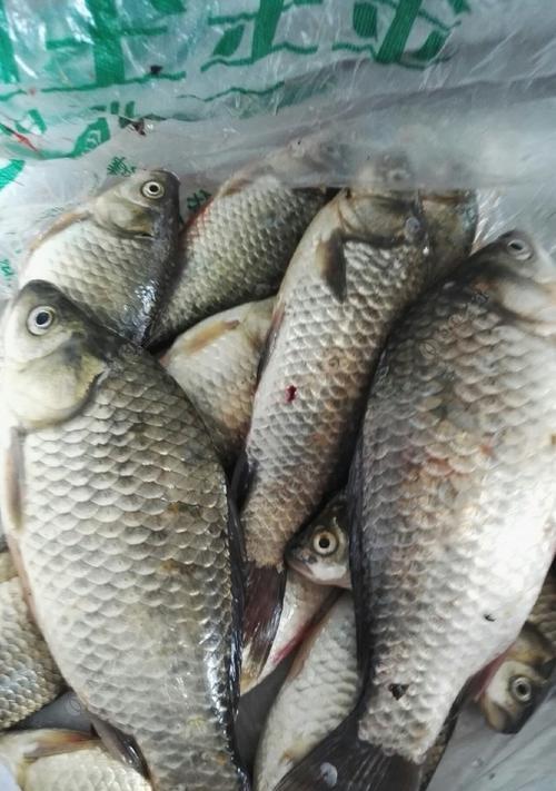 初夏季夜钓鱼技巧有哪些？如何提高夜钓成功率？