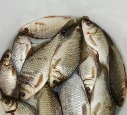 初夏如何垂钓鲫鱼？掌握哪些技巧能提高成功率？