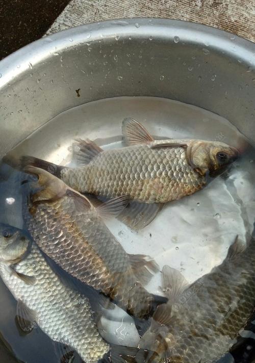 初夏如何钓鲫鱼？野钓鲫鱼有哪些技巧？