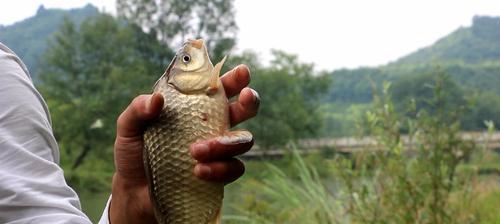 初夏降温5度钓鱼技巧？如何应对温度变化提高钓鱼成功率？