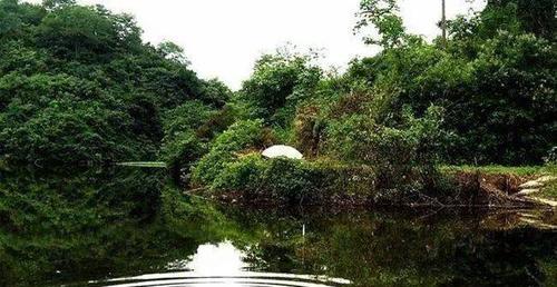 初夏如何在坑塘野钓鲫鱼？有哪些有效技巧？
