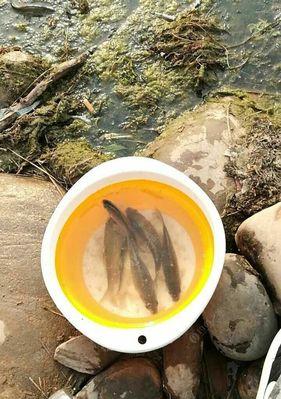 初夏流水河钓鱼技巧和方法是什么？如何提高钓鱼成功率？