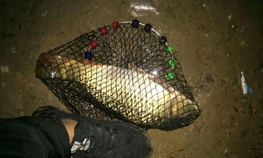 初夏南方野钓夜钓技巧有哪些？如何应对常见问题？