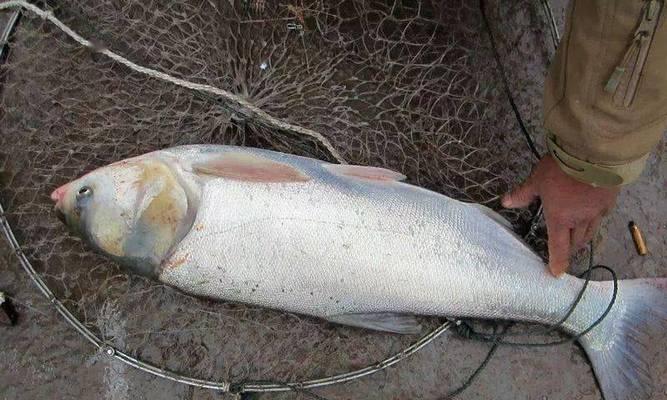 初夏如何高效钓鲢鳙？掌握这些技巧和方法轻松上钩！