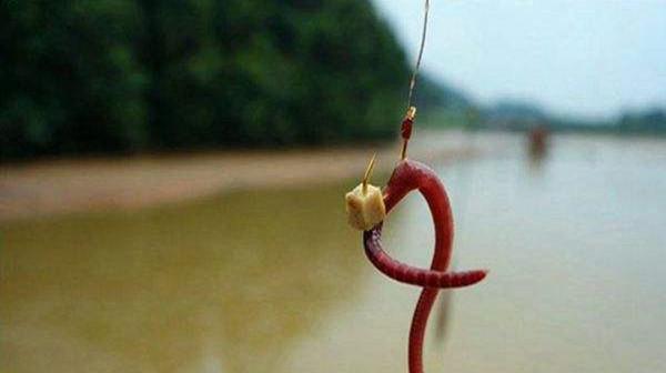 初夏浅滩钓鱼技巧教程？如何提高钓鱼成功率？