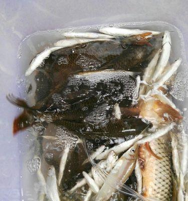 初夏水库夜钓草鱼技巧有哪些？如何提高夜钓草鱼的成功率？