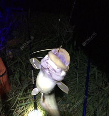 初夏水库夜钓鲤鱼的最佳方法是什么？有哪些技巧可以提高成功率？