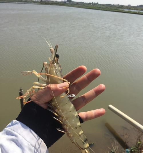 初夏咸淡水钓鱼技巧有哪些？如何应对季节变化带来的挑战？