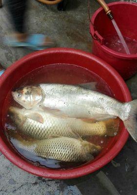 初夏小河夜钓鲤鱼技巧有哪些？如何提高钓鲤鱼的成功率？