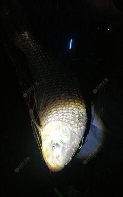初夏小河夜钓鲤鱼技巧有哪些？如何提高钓鲤鱼的成功率？