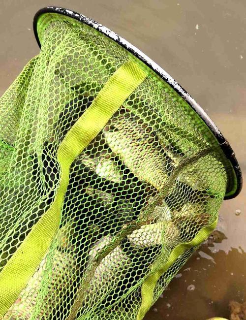 初夏小雨后钓鱼技巧是什么？如何提高钓鱼成功率？