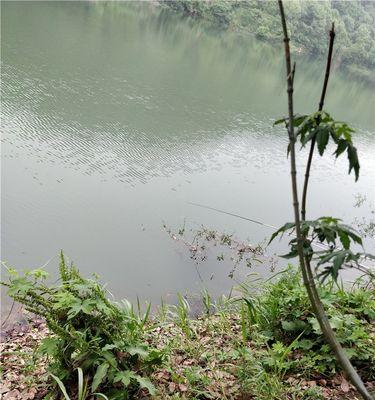 初夏野钓技巧及方法有哪些？如何提高钓鱼成功率？
