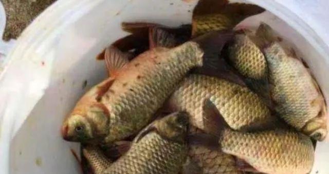 初夏野钓鲫鱼的最佳方法是什么？有哪些技巧可以提高成功率？