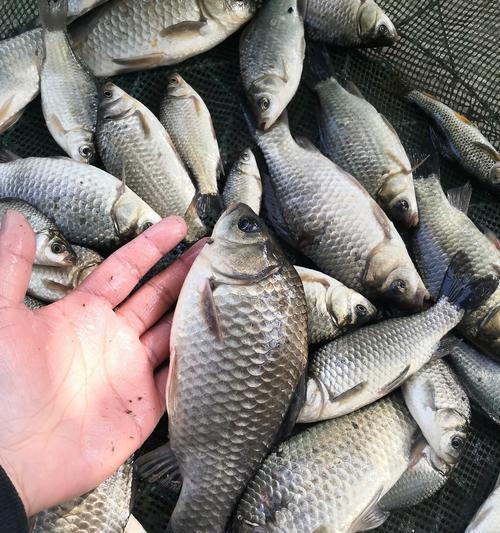 初夏野钓鲫鱼的最佳方法是什么？有哪些技巧可以提高成功率？
