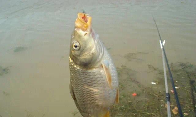 初夏野钓鲤鱼如何选择最佳钓位？掌握哪些技巧能提高成功率？