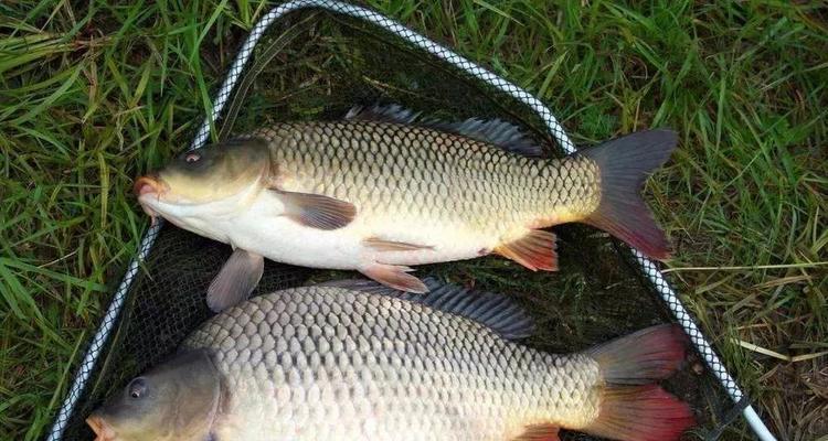 初夏野钓鲤鱼如何选择最佳钓位？掌握哪些技巧能提高成功率？