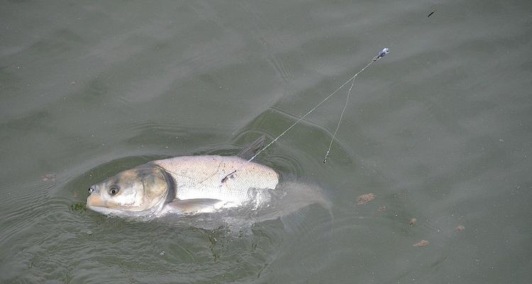 初夏野钓鲢鳙技巧有哪些？如何提高钓鲢鳙的成功率？
