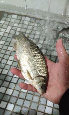 初夏野钓小河沟鲫鱼技巧有哪些？如何提高钓鲫鱼的成功率？