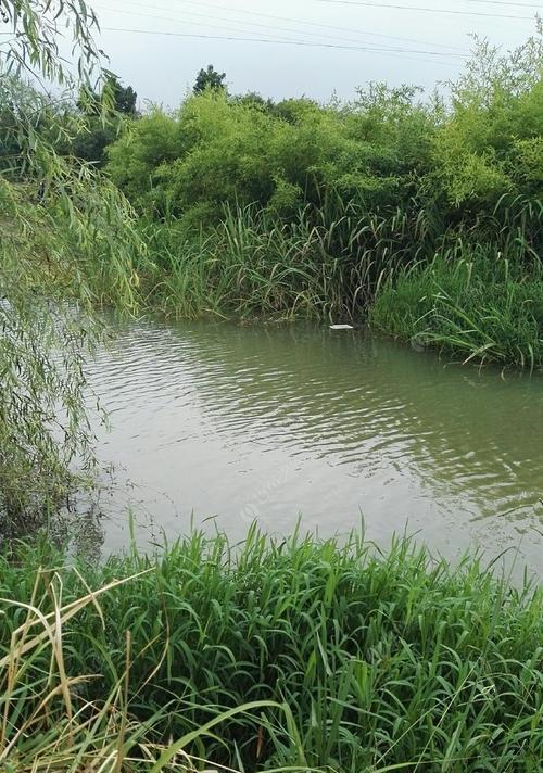 初夏野钓小河沟鲫鱼技巧是什么？如何提高钓鲫鱼的成功率？