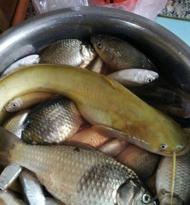初夏野河钓鲫鱼有哪些技巧？如何提高钓鲫鱼的成功率？
