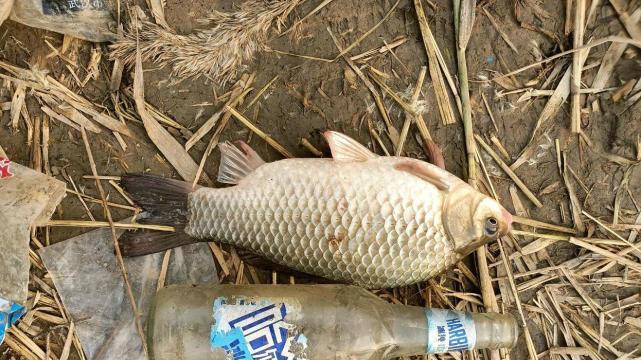 初夏野河钓鲫鱼有哪些技巧？如何提高钓鲫鱼的成功率？