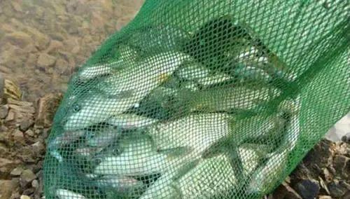 初夏野河钓鲫鱼有哪些技巧？如何提高钓鲫鱼的成功率？