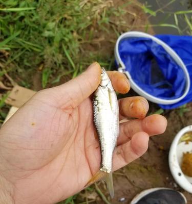 初夏阴雨天钓鱼技巧是什么？如何提高钓获率？
