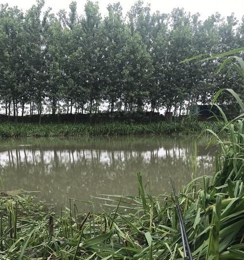 初夏雨季钓鱼技巧和方法是什么？如何提高钓鱼成功率？