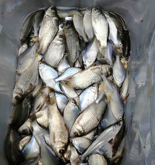初学者如何快速掌握钓鱼技巧？钓鱼中常见的问题有哪些？