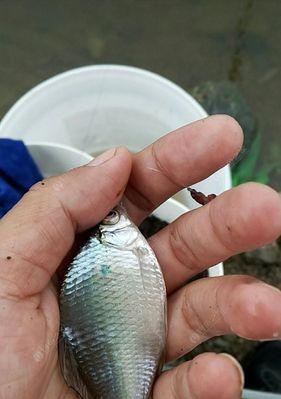 初学马口钓鱼技巧教程？如何快速掌握钓鱼要点？