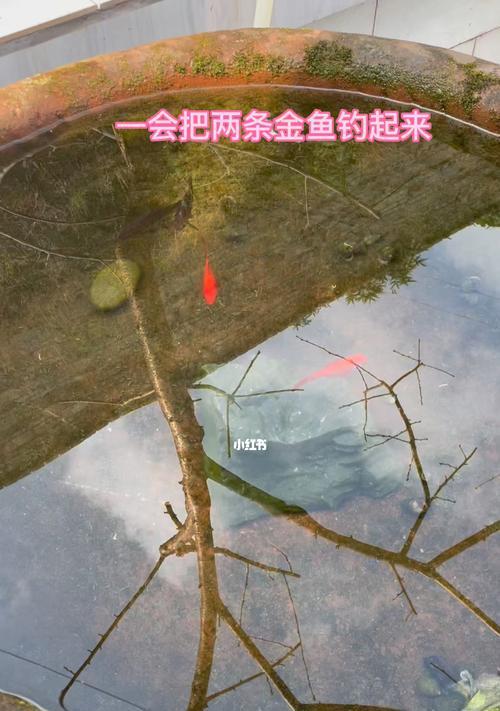 初学上海钓鱼技巧教学？如何快速掌握钓鱼要点？