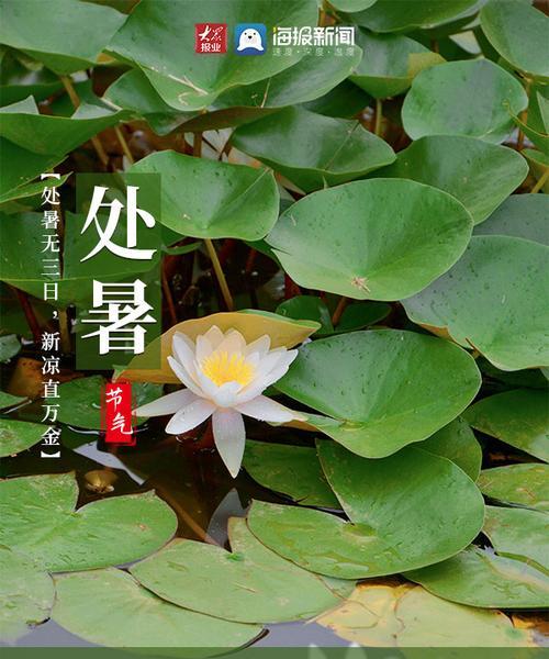 处暑节野河夜钓鲤鱼的技巧是什么？如何提高钓鲤鱼的成功率？