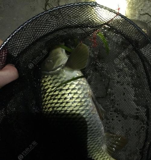 桅灯夜钓技巧有哪些？如何提高传统钓法的夜钓效率？