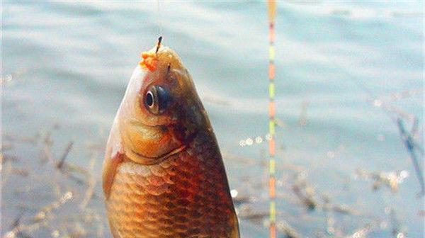 传统钓浮钓鲫鱼调漂技巧？如何精准掌握浮漂调整？
