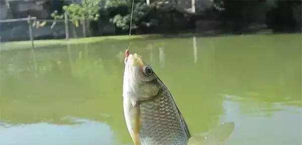 深秋野钓鲫鱼有哪些传统技巧？如何提高钓获率？