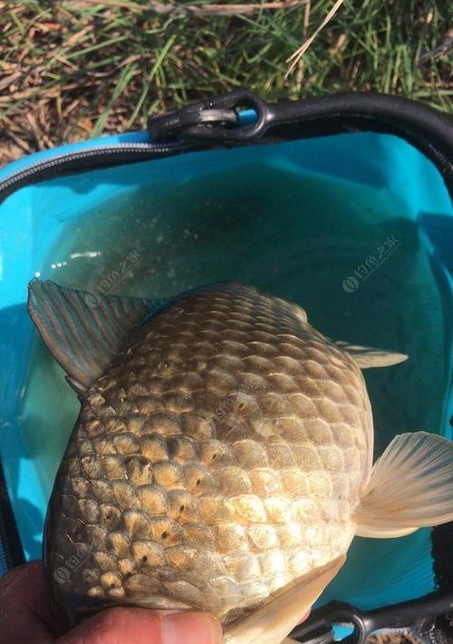 传统钓野钓大鲫鱼技巧有哪些？如何提高钓大鲫鱼的成功率？
