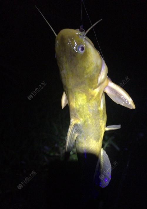 夜钓有哪些传统技巧？如何提高夜钓成功率？