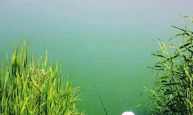 春季降温下雨钓鱼技巧是什么？如何应对天气变化提高钓鱼成功率？