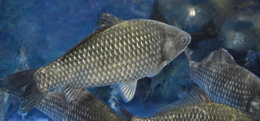 春季流水钓鲫鱼技巧有哪些？如何提高钓鲫鱼的成功率？
