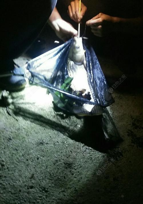 春季七星漂夜钓技巧有哪些？如何提高夜钓成功率？