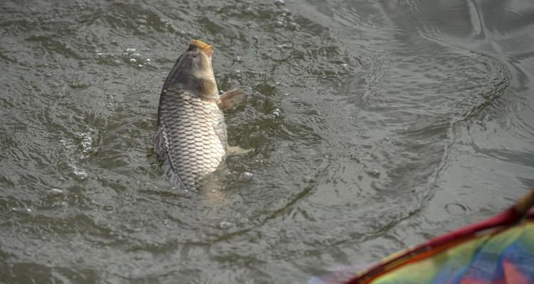 春季气温高钓鱼技巧？如何应对天气变化提高钓鱼成功率？