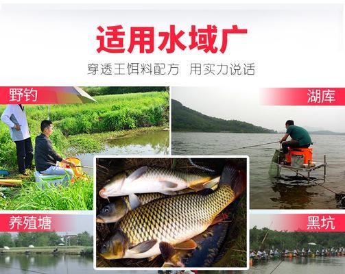 春季散饵钓鱼技巧有哪些？如何提高钓鱼成功率？